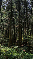 한라산 둘레길 천아숲길 삼나무와 고사리과 고비