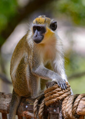 Animals in Senegal