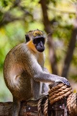 Animals in Senegal