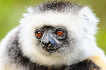 Lemurs in Madagascar