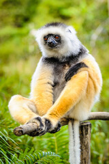 Fototapeta premium Lemurs in Madagascar