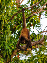 Obraz premium It's Geoffroy's spider monkey, Nikaragua