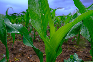 Maisfeld im Regen