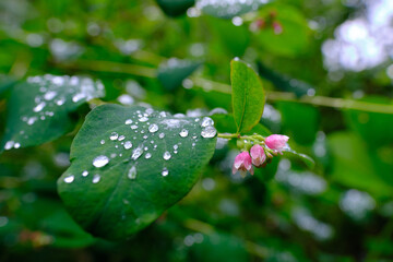 Grünes Blatt mit Regentropfen