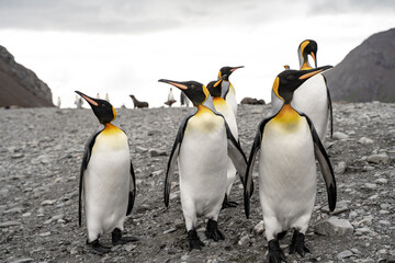 Group of king penguins in Fortuna Bay and South Georgia, Antarctica