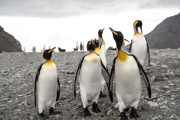 Fototapeta premium Group of king penguins in Fortuna Bay and South Georgia, Antarctica