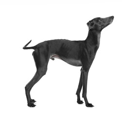Fototapeta na wymiar Cute Italian Greyhound dog on white background