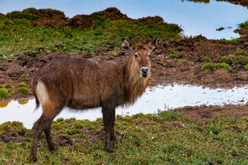 It's Kenyan antelope on the grass