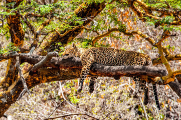 It's Leopard on the tree in Kenya