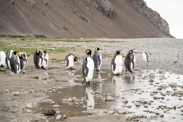 Group of king penguins in Fortuna Bay and South Georgia, Antarctica