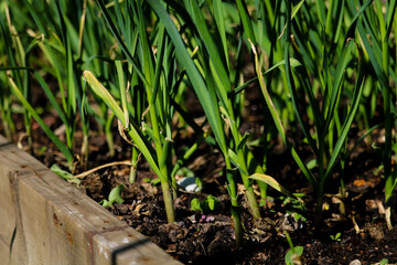 Green onion leaves growing in garden