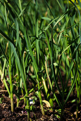 Onions leaves growing in garden