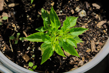 Pepper plant from head down view