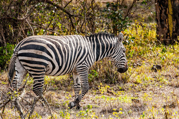 Fototapeta na wymiar It's Zebra runs in Kenya