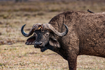 It's African buffalo in Kenya