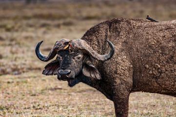 Obraz premium It's African buffalo in Kenya