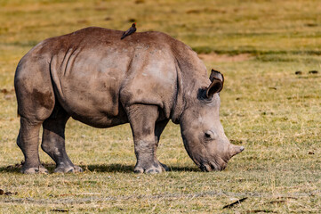 It's White rhinoceros in Kenya, Africa