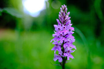 Wilde Orchidee