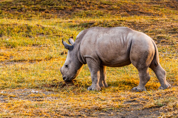 Obraz premium It's Little baby of rhinoceros in Kenya, Africa