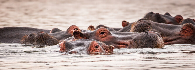 It's Group of hippos in the water in Kenya, Africa