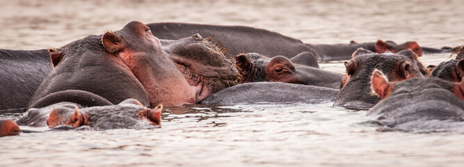 It's Group of hippos in the water in Kenya, Africa