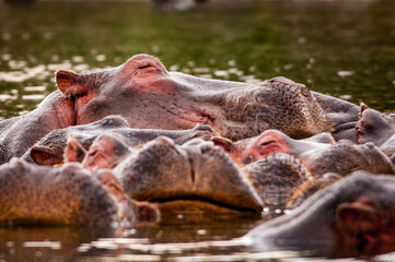 It's Group of hippos in the water in Kenya, Africa