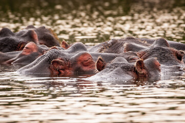 It's Group of hippos in the water in Kenya, Africa