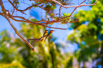 Asian bee-eaters birds, Koh Lanta, Thailand