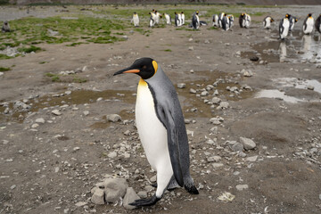 Fototapeta premium King penguin in Fortuna Bay and South Georgia, Antarctica