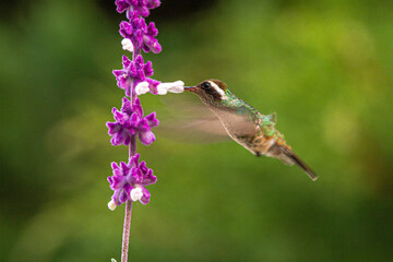 White-eared Hummingbird	pollinating flower