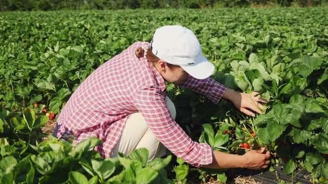 Female farmer wearing a white cap picks strawberries on a strawberry field on a sunny day