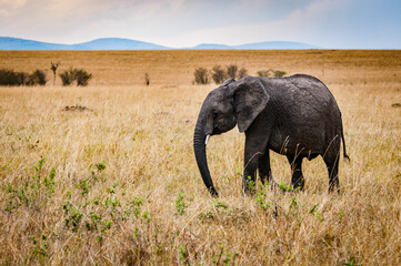 Fototapeta premium It's African elephant walks in Kenya