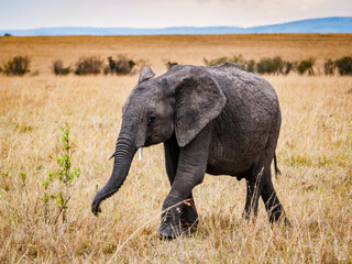 It's African elephant walks in Kenya