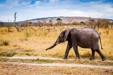 It's African elephant walks in Kenya