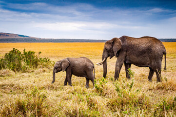 Naklejka na ściany i meble It's African elephant and its little baby in Kenya, Africa