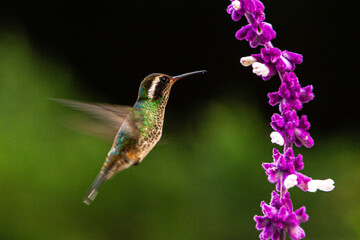 Fototapeta premium White-eared Hummingbird pollinating flower