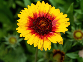 Gaillardia pulchella is a genus of annual and perennial plants of the Asteraceae family.