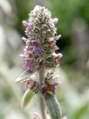 Soft Lambs ear or Stachys byzantina or Woolly hedgenettle