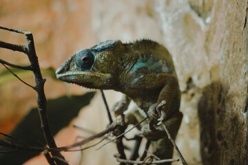 Le Caméléon