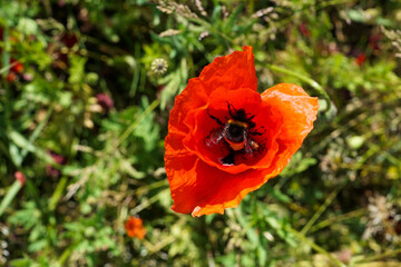 A bumblebee in a red poppy flower