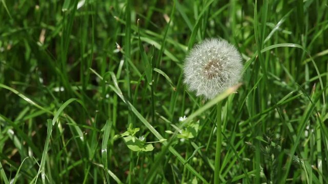 A fluffy dandelion is swaying in a thicket of grass