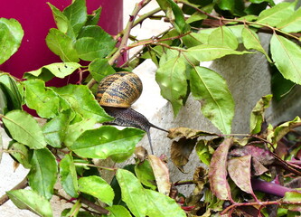 ESCARGOT