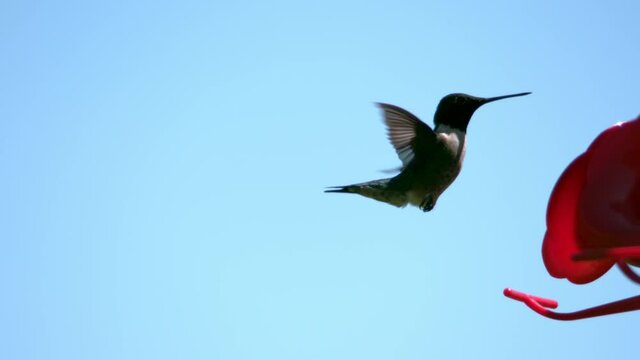 Hummingbird floating in air in slow motion right side favored. Filmed at 2800fps full HD.