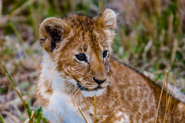 It's Portrait of a beautiful little baby lion