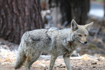 Coyote in Yosemite