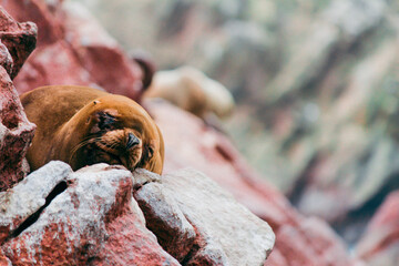 sleep sea lion 