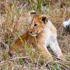 It's Portrait of a small lion on the grass