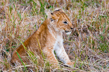 It's Portrait of a small lion on the grass