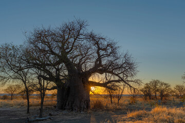 Fototapeta na wymiar Sun starburst at sunset below large baobab tree on Kukonje Island