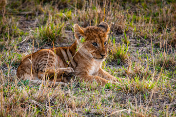 It's Little lion cub in Kenya